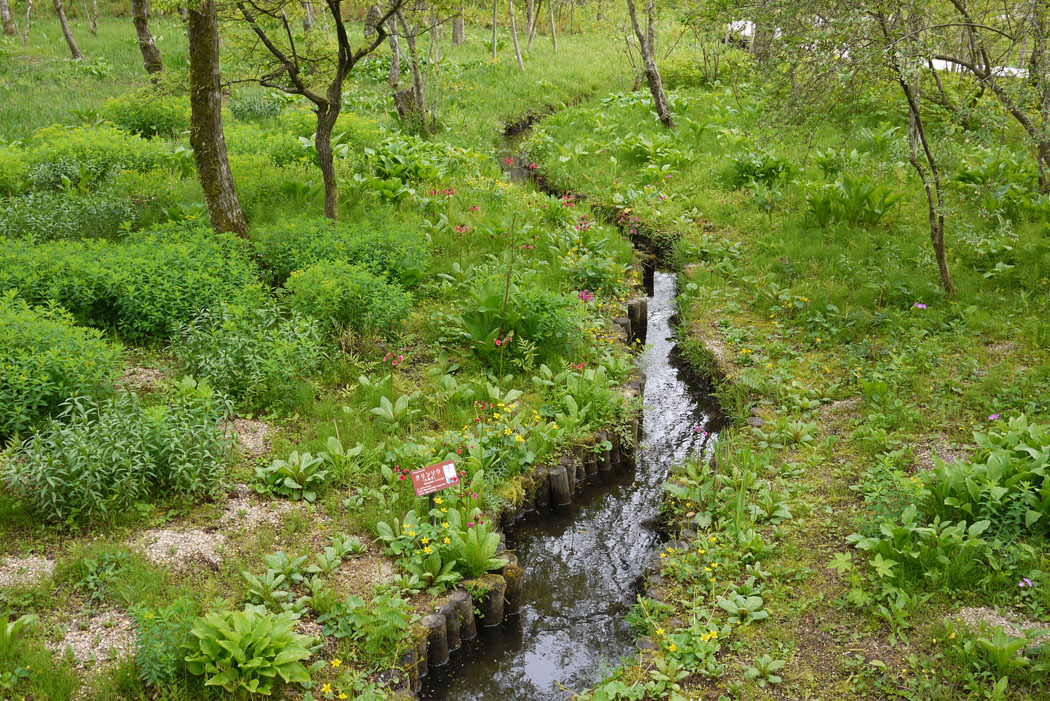 箱根湿生花園は花でいっぱい